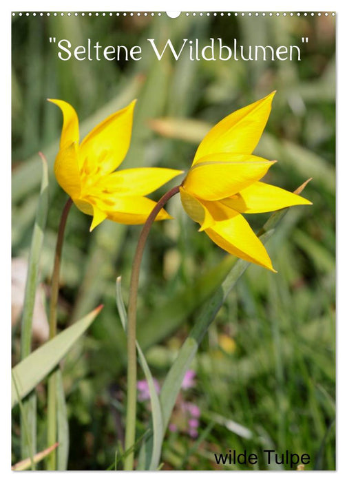 "Seltene Wildblumen" (CALVENDO Wandkalender 2027)