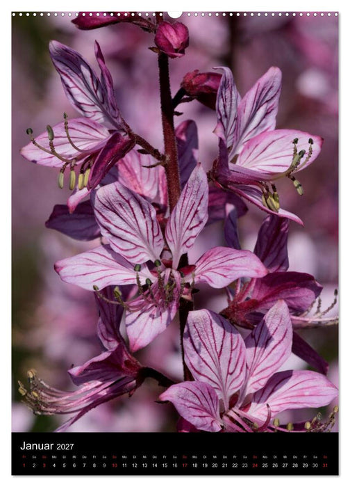 "Seltene Wildblumen" (CALVENDO Wandkalender 2027)