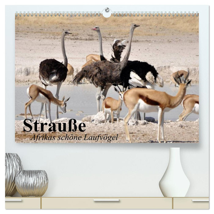 Strauße. Afrikas schöne Laufvögel (CALVENDO Premium Wandkalender 2027)