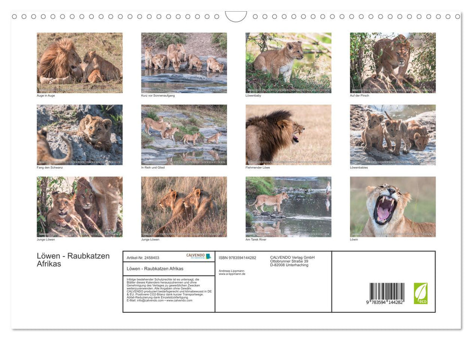 Löwen - Raubkatzen Afrikas (CALVENDO Wandkalender 2027)