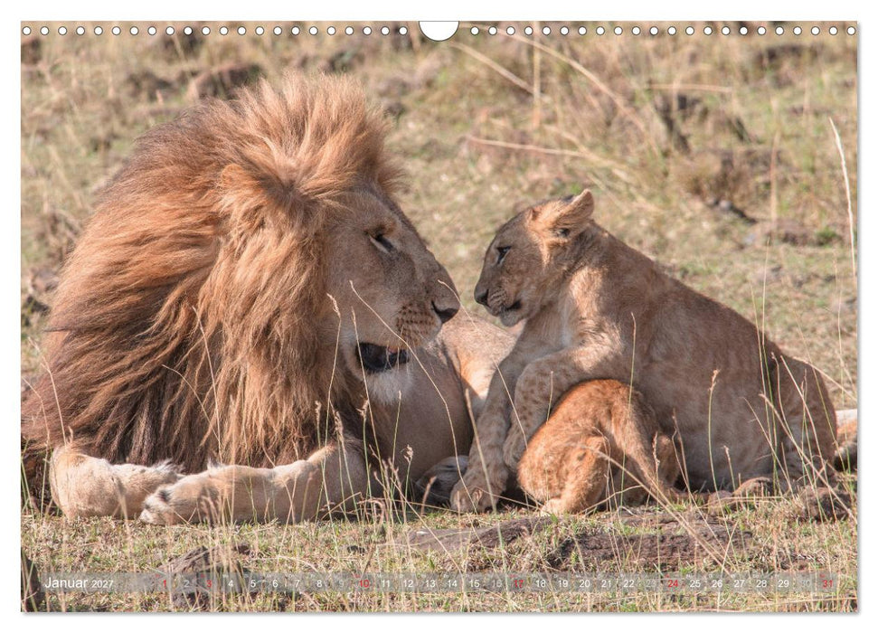 Löwen - Raubkatzen Afrikas (CALVENDO Wandkalender 2027)