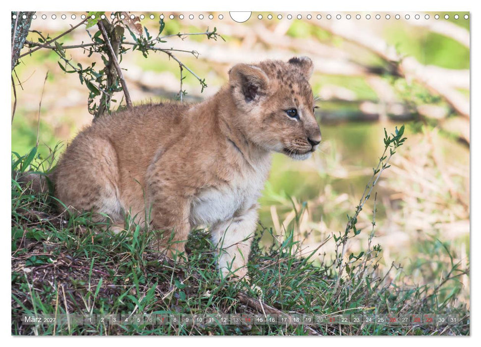 Löwen - Raubkatzen Afrikas (CALVENDO Wandkalender 2027)