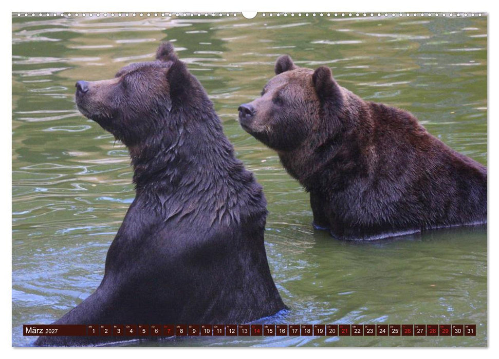 Bären (CALVENDO Premium Wandkalender 2027)