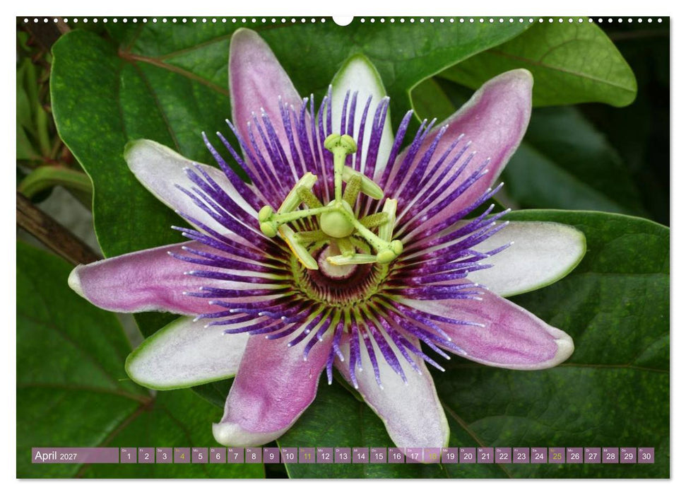 Flower Power - Zauberhafte Kübelpflanzen (CALVENDO Wandkalender 2027)