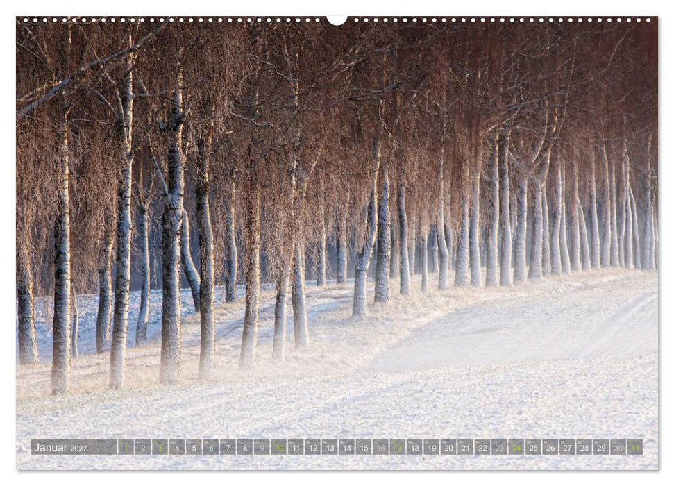 Bäume (CALVENDO Wandkalender 2027)