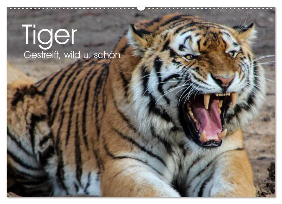 Tiger. Gestreift, wild u. schön (CALVENDO Wandkalender 2027)