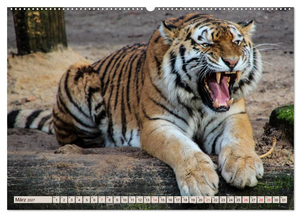 Tiger. Gestreift, wild u. schön (CALVENDO Wandkalender 2027)