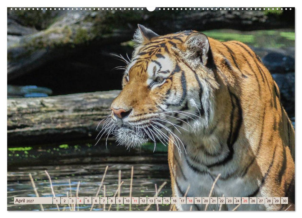 Tiger. Gestreift, wild u. schön (CALVENDO Wandkalender 2027)