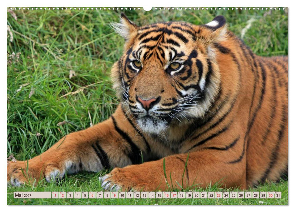 Tiger. Gestreift, wild u. schön (CALVENDO Wandkalender 2027)