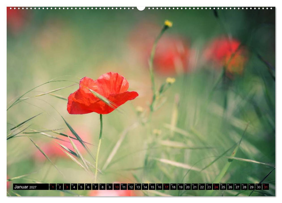 Mohnblumen (CALVENDO Wandkalender 2027)