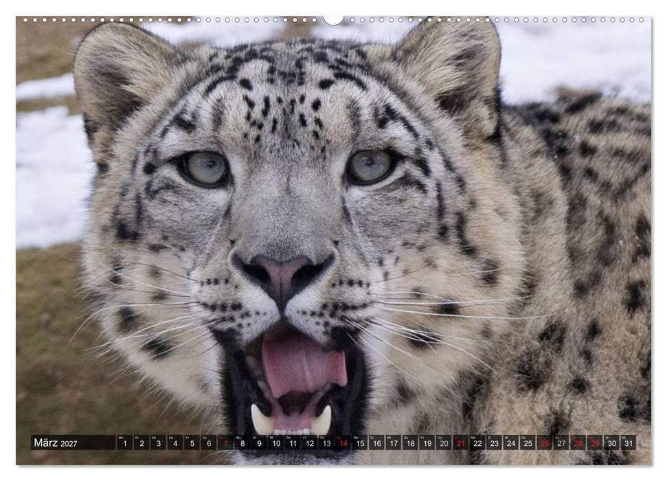 Raubkatzen. Wild, schön und kraftvoll (CALVENDO Premium Wandkalender 2027)