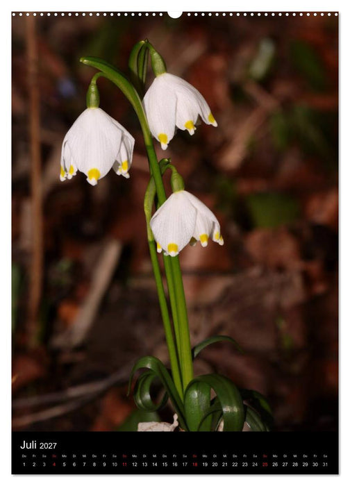 "Seltene Wildblumen" (CALVENDO Premium Wandkalender 2027)