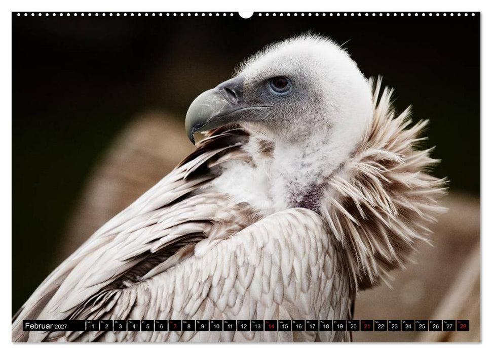Greifvögel (CALVENDO Premium Wandkalender 2027)