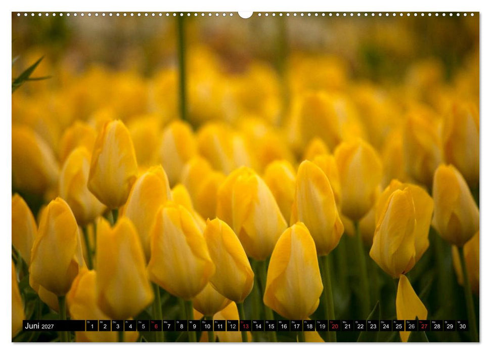 Tulpen (CALVENDO Wandkalender 2027)