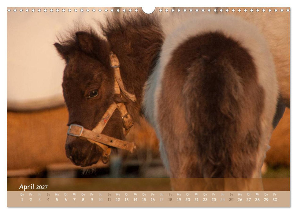 Mit Pferden durch´s Jahr (CALVENDO Wandkalender 2027)