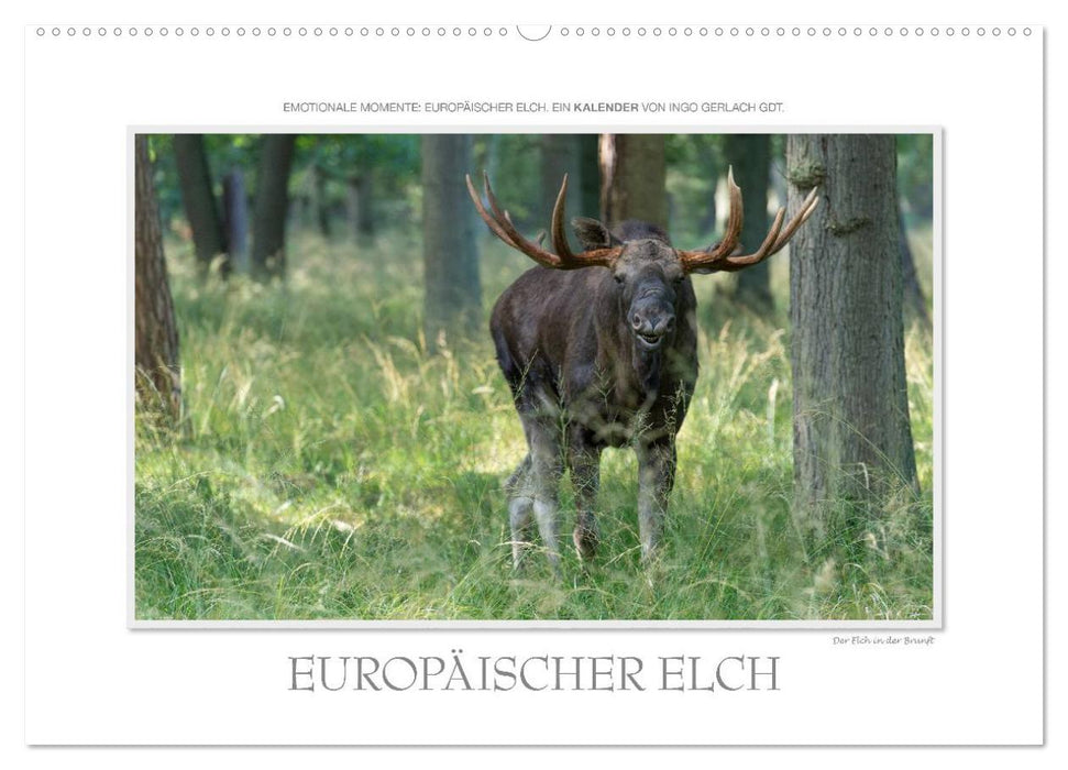 Emotionale Momente: Europäischer Elch. / CH-Version (CALVENDO Wandkalender 2027)