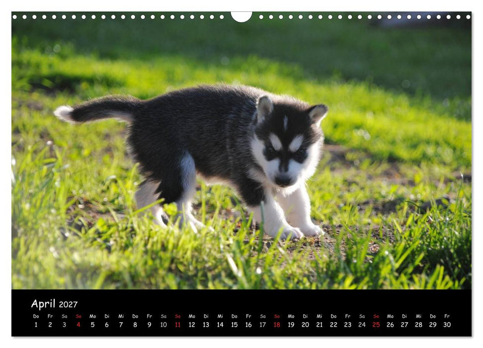 Huskys - Traumhunde (CALVENDO Wandkalender 2027)