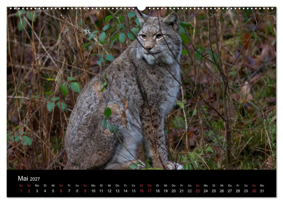 Der Luchs (CALVENDO Wandkalender 2027)