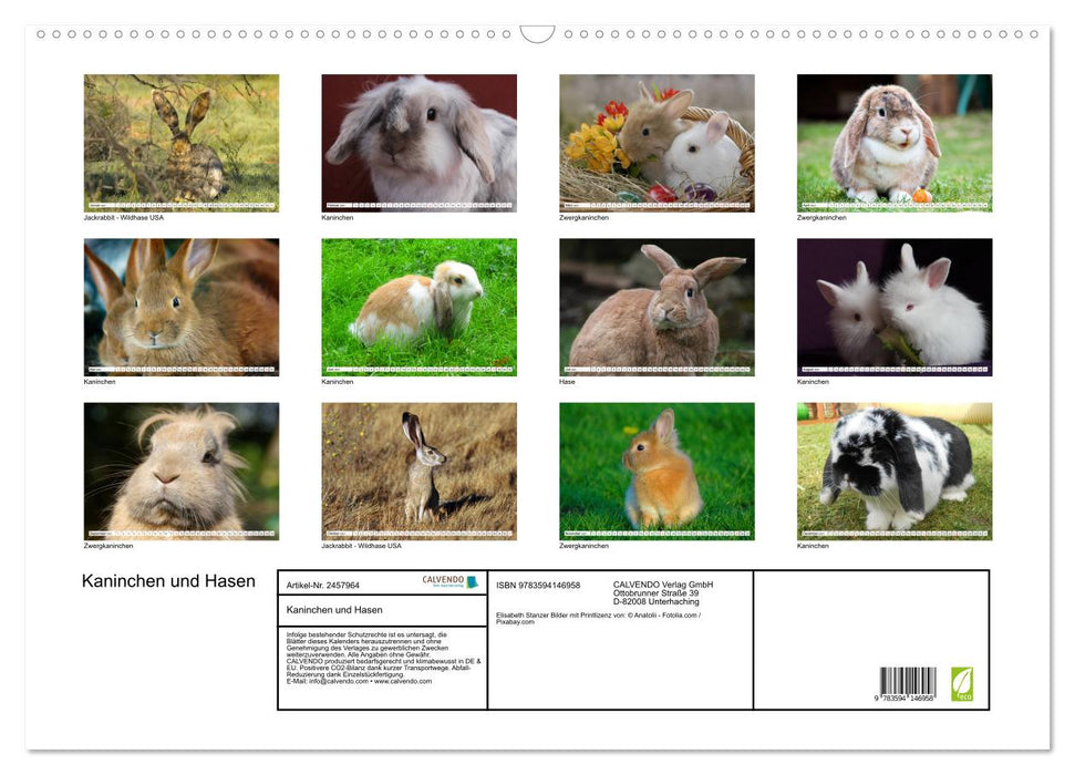 Kaninchen und Hasen (CALVENDO Wandkalender 2027)