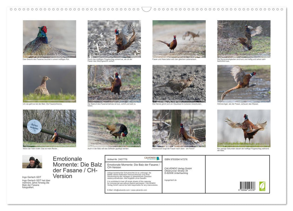 Emotionale Momente: Die Balz der Fasane / CH-Version (CALVENDO Wandkalender 2027)