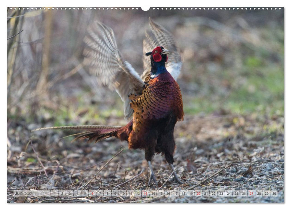 Emotionale Momente: Die Balz der Fasane / CH-Version (CALVENDO Wandkalender 2027)