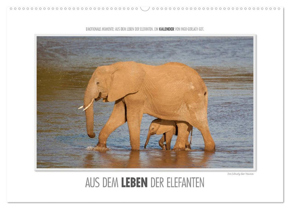 Emotionale Momente: Aus dem Leben der Elefanten. / CH-Version (CALVENDO Wandkalender 2027)