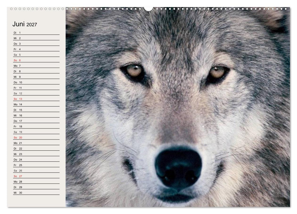 Wölfe. Verwegene Anmut (CALVENDO Wandkalender 2027)