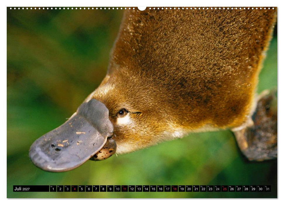 Australiens Tierwelt (CALVENDO Premium Wandkalender 2027)