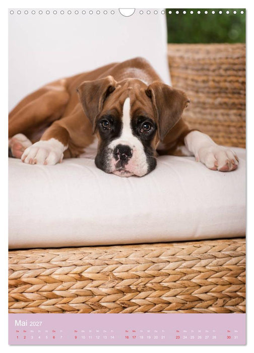Tierkinder Hunde und Katzen (CALVENDO Wandkalender 2027)