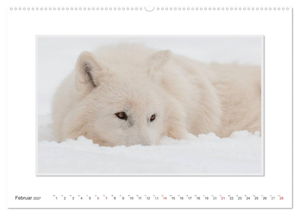Emotionale Momente: Polarwölfe. / CH-Version (CALVENDO Wandkalender 2027)