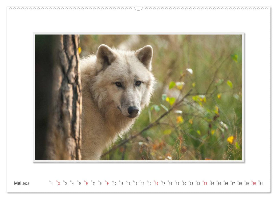 Emotionale Momente: Polarwölfe. / CH-Version (CALVENDO Wandkalender 2027)