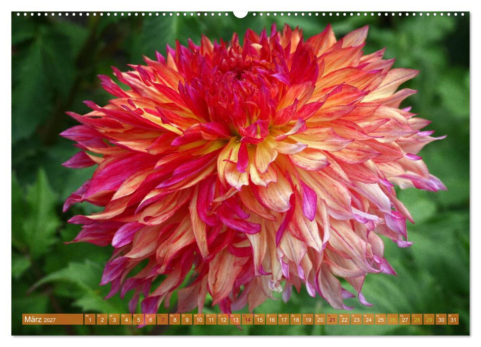 Flower Power - Zauberhafte Kübelpflanzen (CALVENDO Premium Wandkalender 2027)