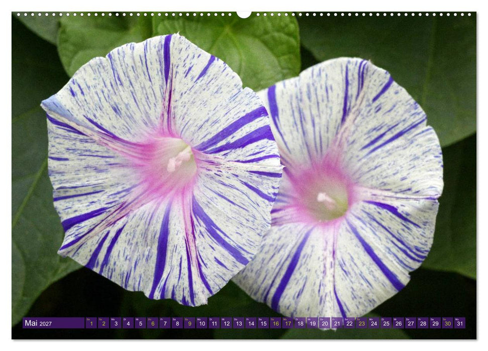Flower Power - Zauberhafte Kübelpflanzen (CALVENDO Premium Wandkalender 2027)