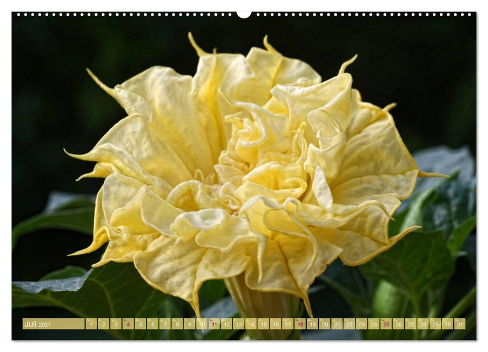Flower Power - Zauberhafte Kübelpflanzen (CALVENDO Premium Wandkalender 2027)