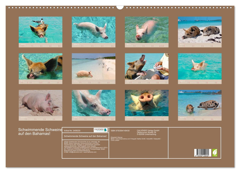Schwimmende Schweine auf den Bahamas! (CALVENDO Wandkalender 2027)