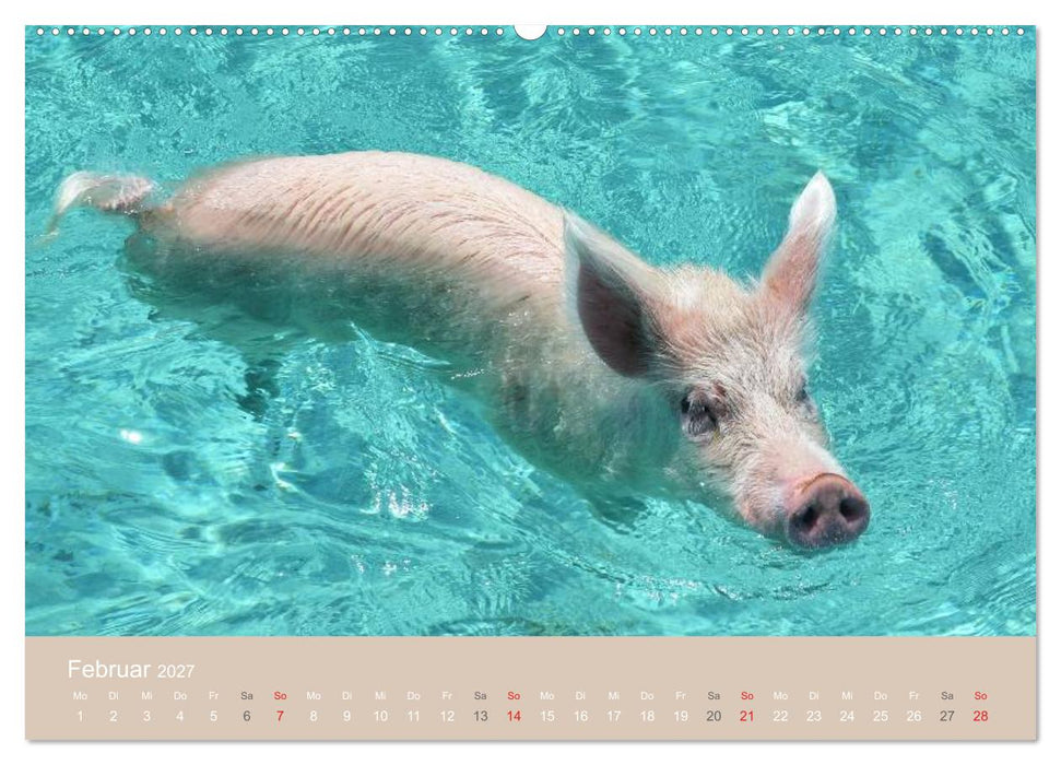 Schwimmende Schweine auf den Bahamas! (CALVENDO Wandkalender 2027)