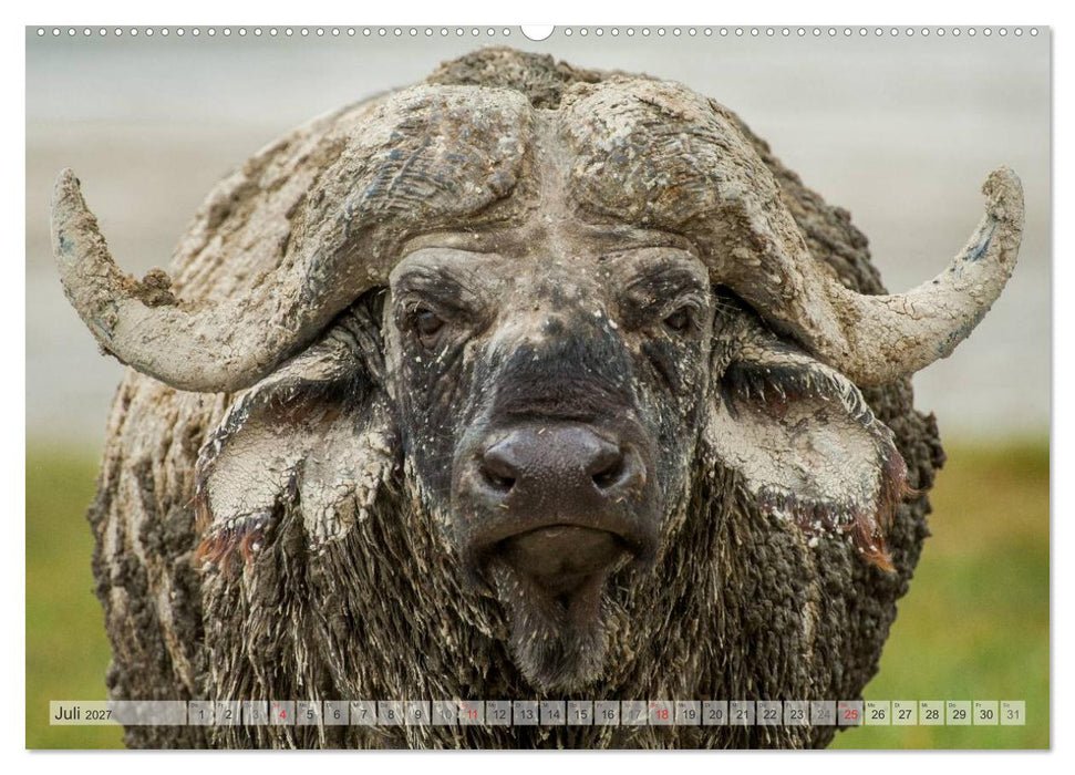 Emotionale Momente: Afrikas Big Five (CALVENDO Premium Wandkalender 2027)