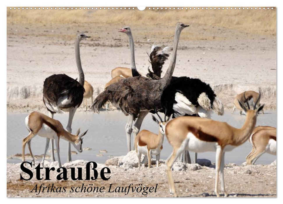 Strauße. Afrikas schöne Laufvögel (CALVENDO Wandkalender 2027)