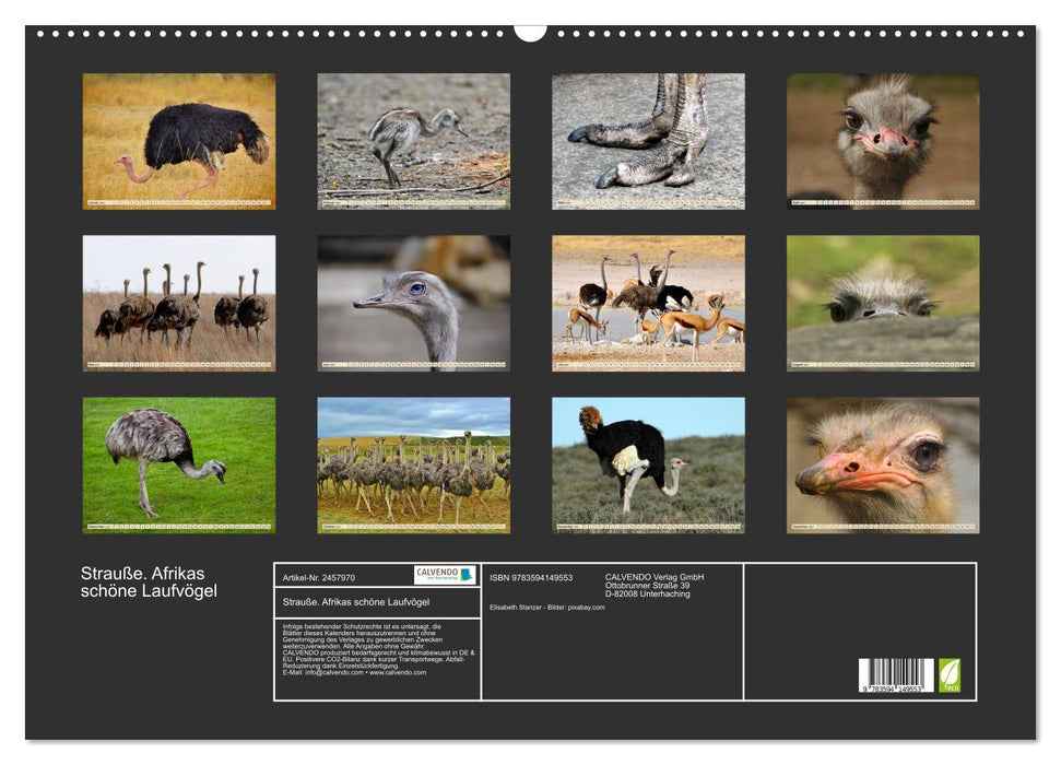 Strauße. Afrikas schöne Laufvögel (CALVENDO Wandkalender 2027)