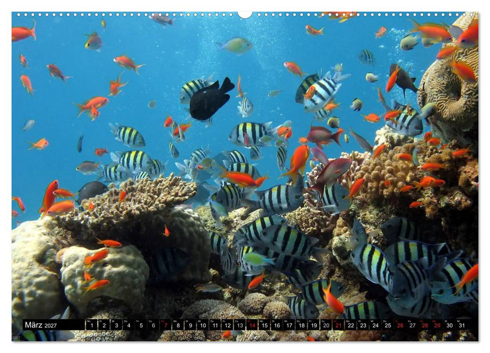 Fische und Meerestiere (CALVENDO Wandkalender 2027)