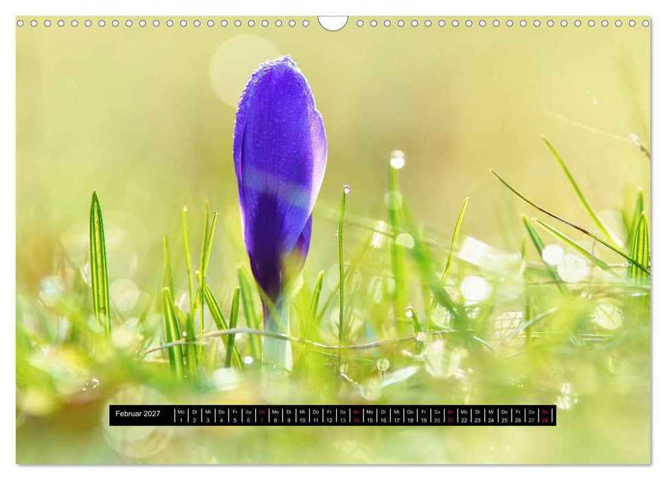 Blüten-Zauber am Wegesrand 2027 (CALVENDO Wandkalender 2027)