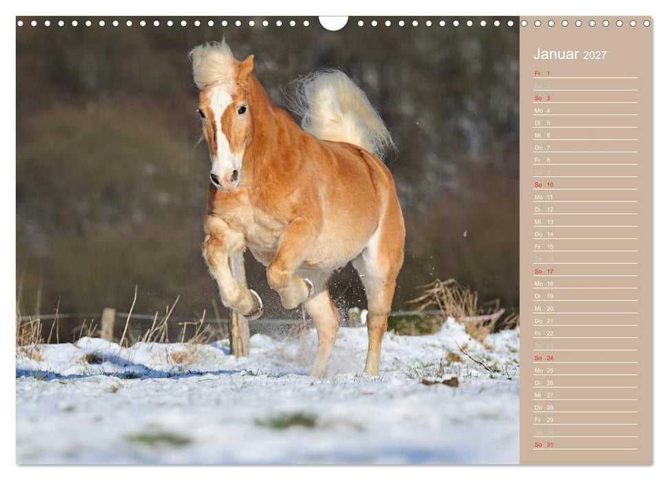 Haflinger / Geburtstagskalender (CALVENDO Wandkalender 2027)