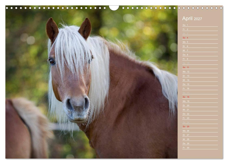 Haflinger / Geburtstagskalender (CALVENDO Wandkalender 2027)