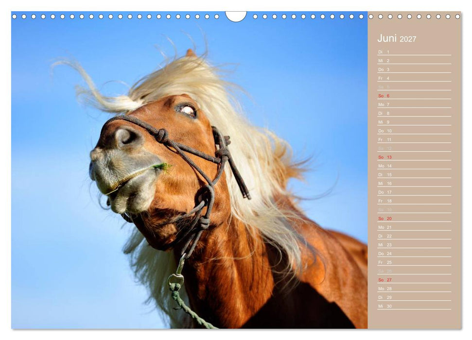 Haflinger / Geburtstagskalender (CALVENDO Wandkalender 2027)