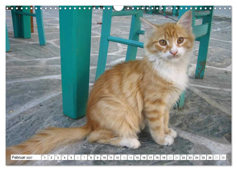 Katzen der Kykladen (CALVENDO Wandkalender 2027)