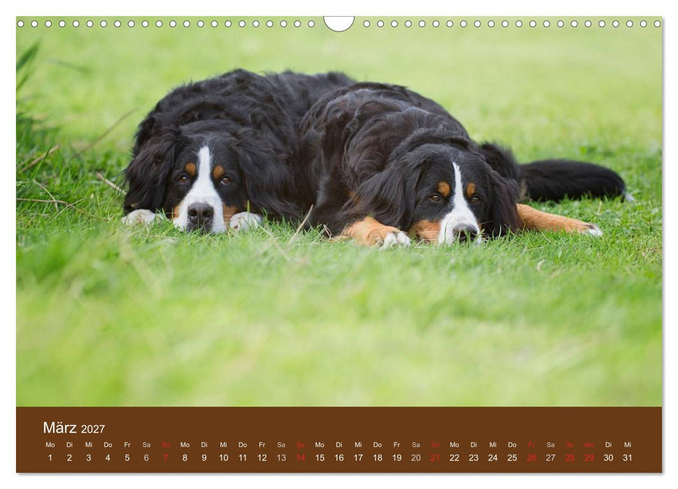 Berner Sennenhunde (CALVENDO Wandkalender 2027)