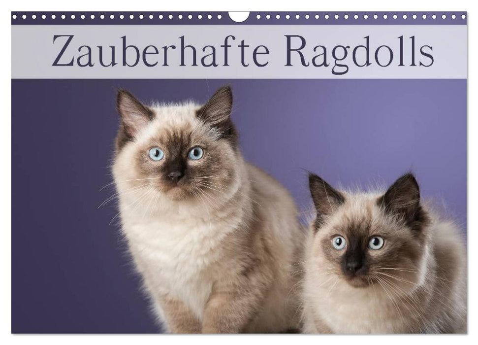 Zauberhafte Ragdolls / Geburtstagskalender (CALVENDO Wandkalender 2027)