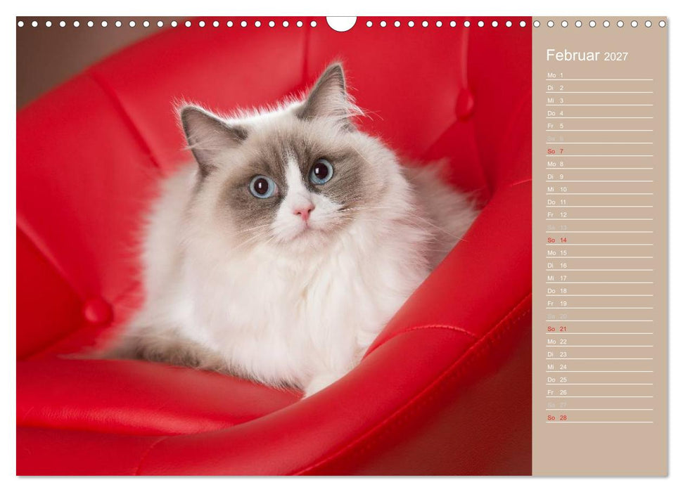 Zauberhafte Ragdolls / Geburtstagskalender (CALVENDO Wandkalender 2027)