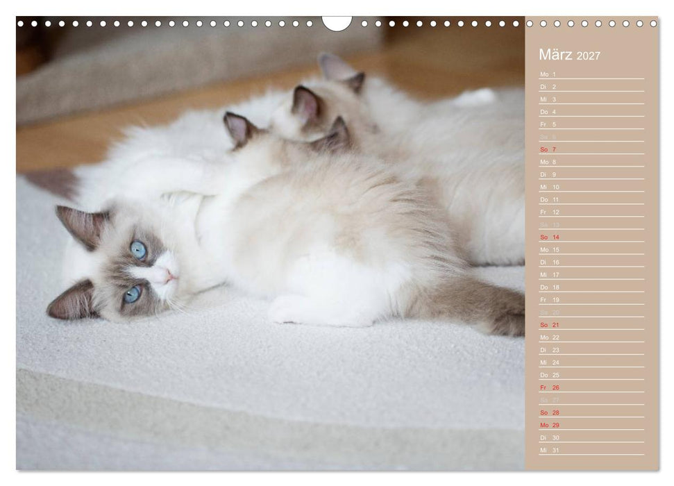 Zauberhafte Ragdolls / Geburtstagskalender (CALVENDO Wandkalender 2027)