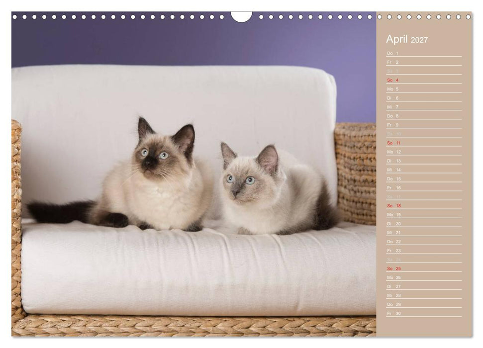 Zauberhafte Ragdolls / Geburtstagskalender (CALVENDO Wandkalender 2027)